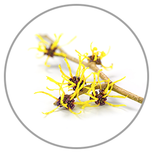 Witch Hazel